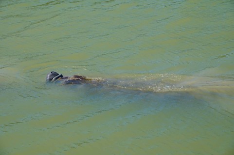 Manatee (Trichechidae), swimming in green water, moving slowly, flamingo, marina, Everglades