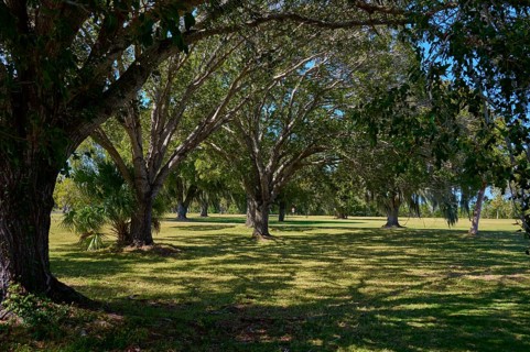 A quiet park with large trees and shade under a clear sky, Flamingo, Marina, Everglades National