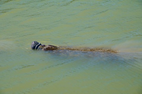 Manatee (Trichechidae), an animal swimming on the water surface, Flamingo, Marina, Everglades