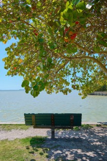 A bench under a tree with colourful foliage on the seashore, Flamingo, Everglades National Park,