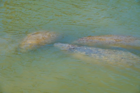 Manatees (Trichechidae), under the water surface in green water, Flamingo, MarinaEverglades