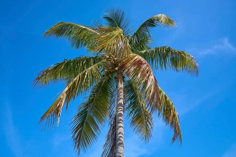 Tall palm tree with green leaves under a clear blue sky, Flamingo, Everglades National Park,