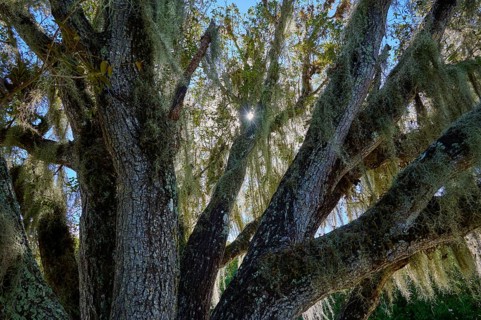 Sunlight streams through a moss-covered tree with dense branches, Flamingo, Everglades National