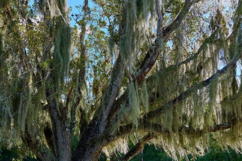 Moss-covered tree stretches majestically against the blue sky, Flamingo, Everglades National Park,