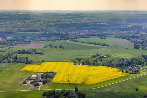 Aerial view, riding stable Timberline Westernschool, Stooter Straße, rape field, Saarn - Süd,