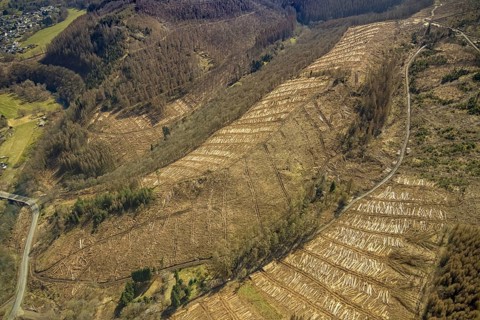 Forest damage and clear cutting, Brachbach, Siegerland, Rhineland-Palatinate, Germany, 2 bridges