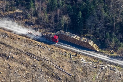Forest damage, timber storage site and removal by lorry in the forest area near Neuhaus,