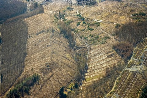 Forest damage and clear cutting, Brachbach, Siegerland, Rhineland-Palatinate, Germany, 2 bridges