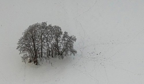 Aerial view of the winter landscape in Mosebolle with a group of trees and tracks in the snow near