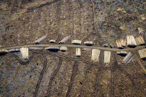 Aerial photo, forest damage and forest dieback, Wennemer Höhweg, Wennemen, Meschede, Sauerland,