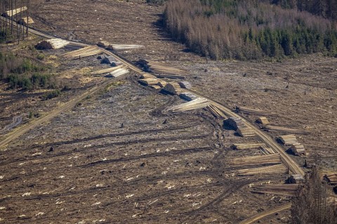 Aerial photo, forest damage and forest dieback, Wennemer Höhweg, Wennemen, Meschede, Sauerland,