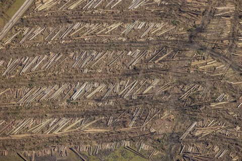 Aerial photo, forest damage and forest dieback, Wennemer Höhweg, Wennemen, Meschede, Sauerland,