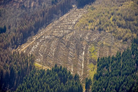 Aerial photo, forest damage and forest dieback, Wennemer Höhweg, Wennemen, Meschede, Sauerland,