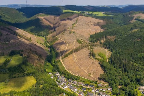 Aerial view, forest area with forest damage, Langenei, Kickenbach, Lennestadt, Sauerland, North