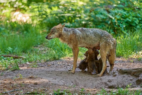A cautious she-wolf surrounds herself with her sucking pups, Wolf (Canis Lupus), Germany