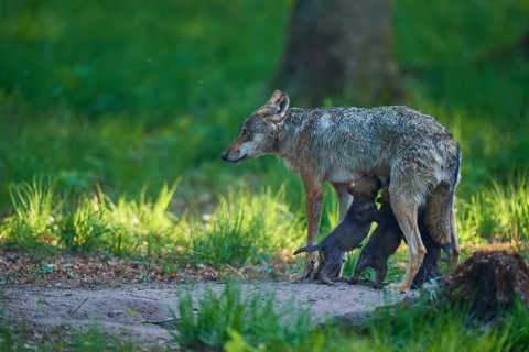 A she-wolf nursing her pups in the green forest and looking to the side, Wolf (Canis Lupus),