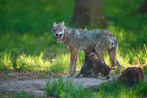 An adult wolf feeds its pups in the forest and shows its teeth, Wolf (Canis Lupus), Germany