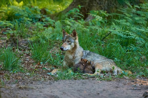 A wolf guarding its pups sleeping under a tree in the forest, peaceful atmosphere, Wolf (Canis