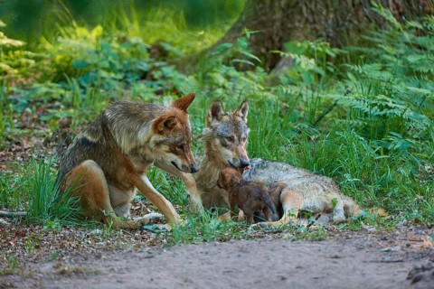 Two wolves with their pups in the forest, showing affection to each other, surrounded by greenery,