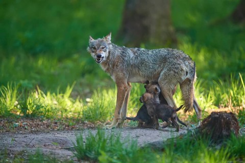 An aggressive she-wolf nursing her pups and showing her teeth threateningly in the forest, Wolf
