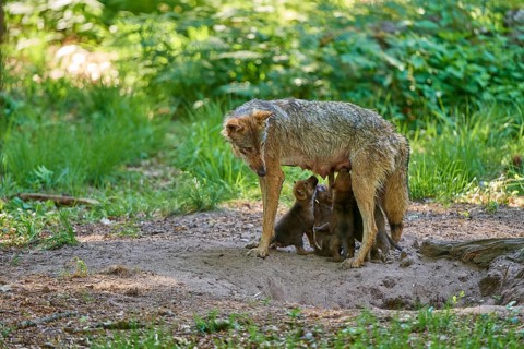 An attentive female wolf with suckling pups in a forest clearing, Wolf (Canis Lupus), Germany