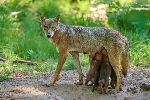 A she-wolf looks after her hungry pups in the forest, Wolf (Canis Lupus), Germany