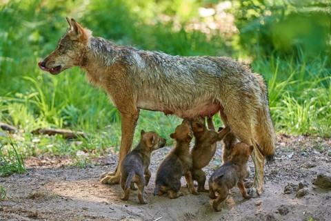 A caring she-wolf nursing her pups in the forest, Wolf (Canis Lupus), Germany