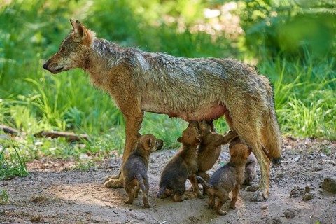 A she-wolf nursing her hungry pups in the forest, Wolf (Canis Lupus), Germany