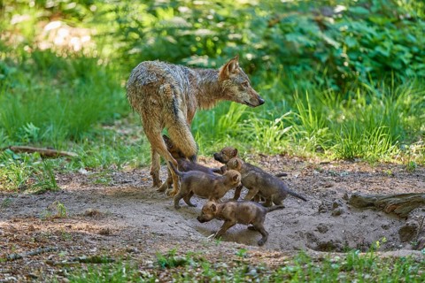 Young puppies curiously following a leading female wolf in the forest, Wolf (Canis Lupus), Germany