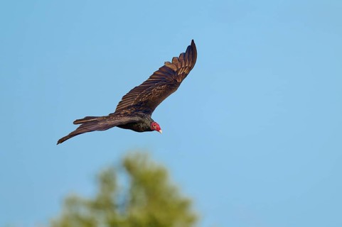 A vulture flies with outstretched wings over a blurred landscape, Turkey Vulture (Cathartes aura),