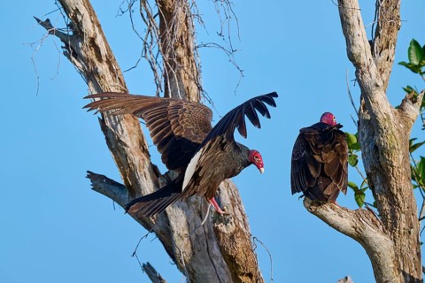 A vulture sits on a tree while another raises its wings, Turkey Vulture (Cathartes aura), Flamingo,