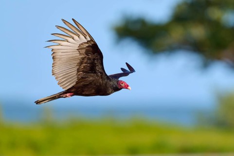 A vulture with outstretched wings flies in front of a blue sky, Turkey Vulture (Cathartes aura),