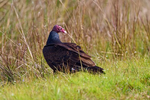 A vulture with a red head sits in the grass and looks to the side, Turkey Vulture (Cathartes aura),