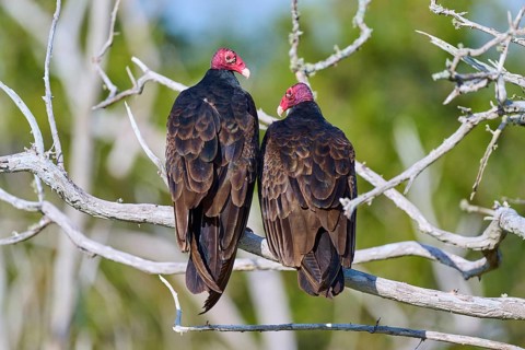 Two vultures with red heads sitting on bare branches against a green background, Turkey Vulture