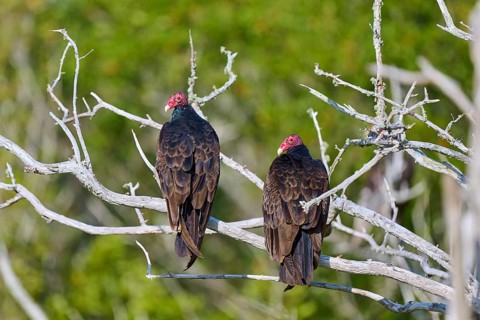 Two vultures sitting on branches in front of a green natural background, Turkey Vulture (Cathartes