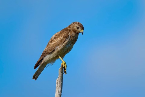 A bird of prey on a branch, concentrated and surrounded by blue sky, Red-shouldered Hawk (Buteo