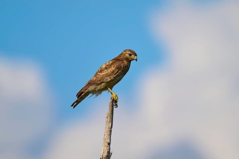 A bird of prey sits attentively on a branch, surrounded by blue sky and few clouds, Red-shouldered