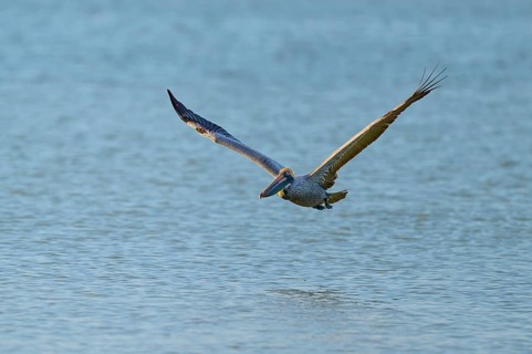 A pelican flies just above the surface of the sea with outstretched wings, Brown Pelican,