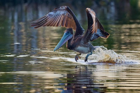 A pelican pulls its wings upwards as it flies just above the water surface, Brown Pelican,