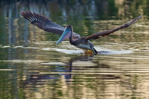 A pelican sails gently over the water surface with outstretched wings, Brown Pelican, (Pelecanus