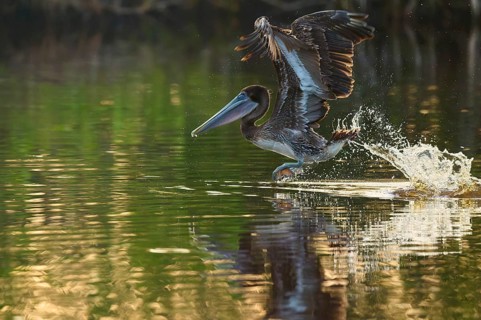A pelican takes off from the surface of the water leaving splashes surrounded by shimmering