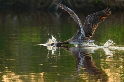 A pelican spreads its wings and takes off from the water surface with splashes, Brown Pelican,