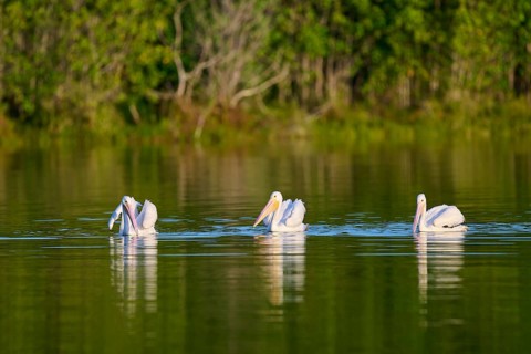 Three pelicans swimming calmly on a green lake, surrounded by nature, White Pelican (Pelecanus