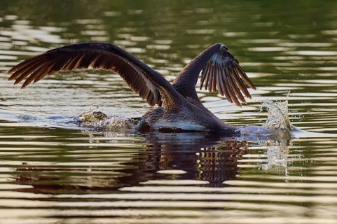 Pelican swimming with wings spread backwards, Brown Pelican, (Pelecanus occidentalis), Everglades