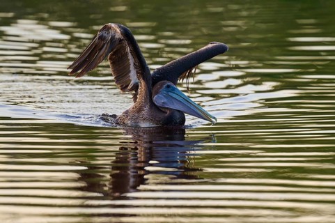 A pelican spreads its wings on the water surface, Brown Pelican, (Pelecanus occidentalis),