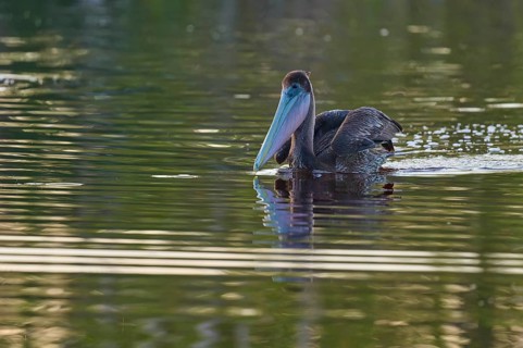 A pelican swimming with its head leaning back in the water, Brown Pelican, (Pelecanus
