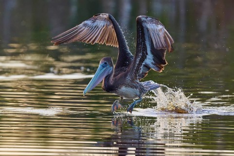 Pelican lifts majestically from the water with splashing water, Brown Pelican, (Pelecanus