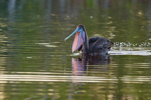 A pelican with shiny plumage swimming on a still lake, Brown Pelican, (Pelecanus occidentalis),