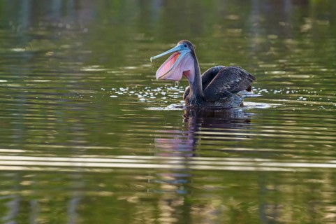 A pelican swimming on a lake with a perfect reflection in the water, Brown Pelican, (Pelecanus