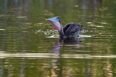Pelican with open beak on calm water, Brown Pelican, (Pelecanus occidentalis), Everglades National